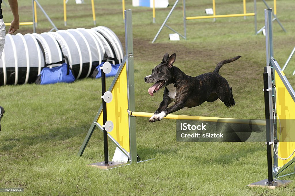 Pit bull terrier - Foto stock royalty-free di Cane