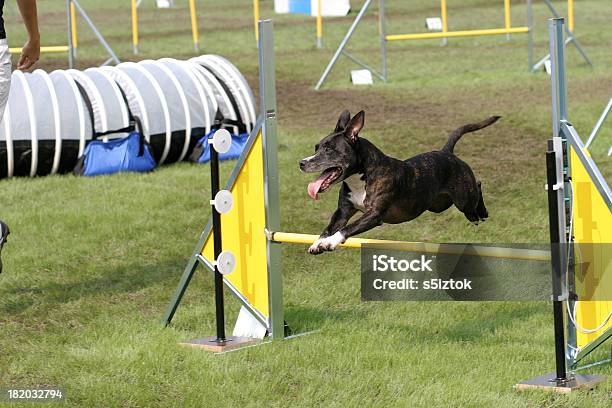 Pit Bull Terrier - Fotografie stock e altre immagini di Cane - Cane, Animale da spettacolo, Affidabilità