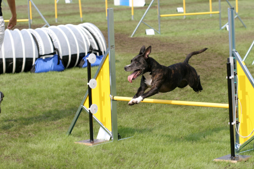Bit bull terrier on agility course