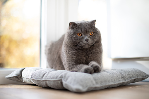 A gray Scottish Fold cat with orange eyes lies on a gray pillow. Pet portrait, front view