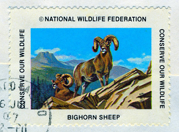 Bighorn Sheep StampNational Wildlife Fedaration.1979