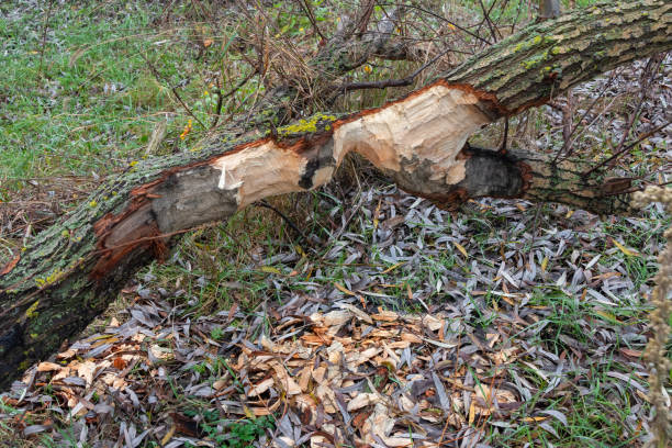 The branches of a fallen tree were chewed by a beaver. Animal teeth marks and wood chips on the ground stock photo
