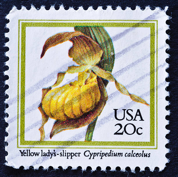 istock Yellow Lady's Slipper Stamp 182034137