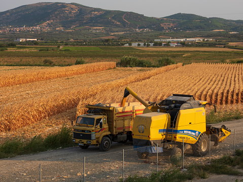 Manisa, Turkey - September 20th 2019 - Work machines harvesting corn. Harvesters transfer corn to lorry.