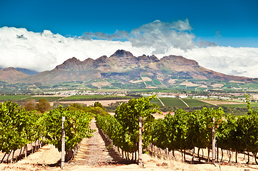 Stellenbosch vineyards. South Africa.
