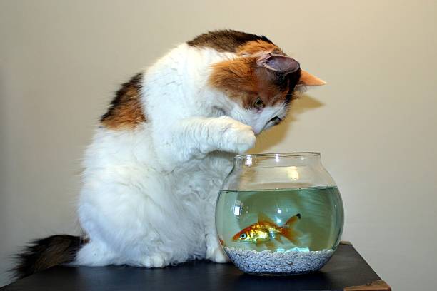 istock Bad cat fishing 182035567