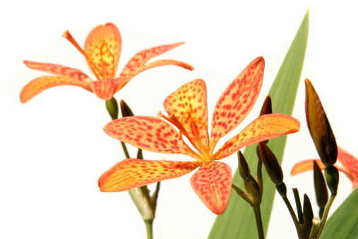 Subject: Two orange spotted Lilies against a white background