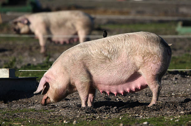 Pig Farming Mothering Sow on a pig farm sow pig stock pictures, royalty-free photos & images