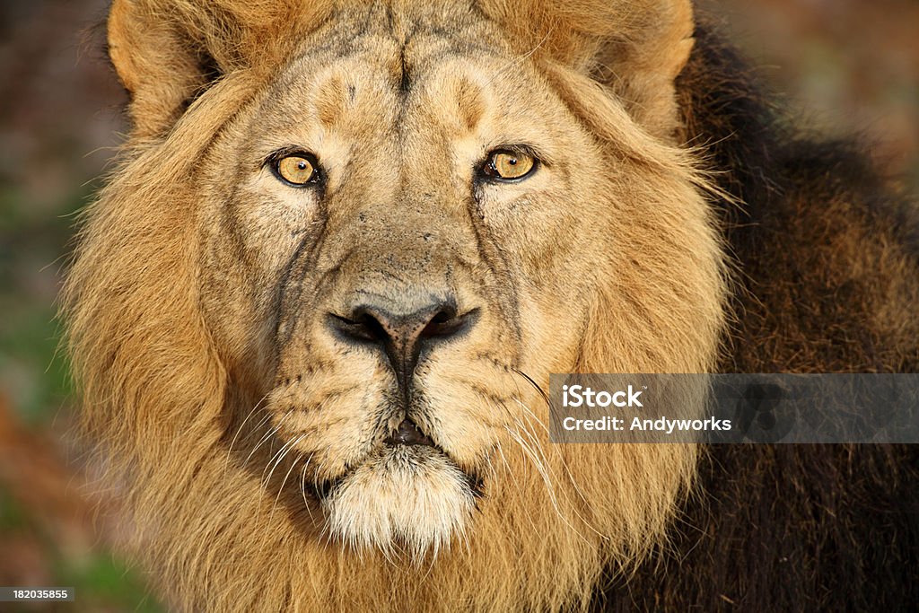 Lion Nahaufnahme XXXL - Lizenzfrei Löwe - Großkatze Stock-Foto