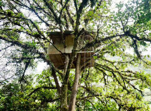 A tree house very high up in a tree in a tropical forest.