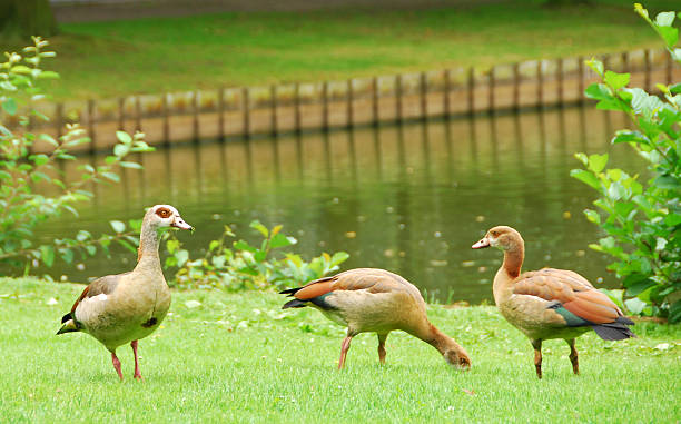 istock Egyptian Goose standing near water`s edge 182035943