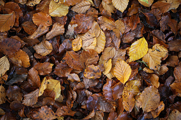 istock Autumn leaves after rain background 182036172