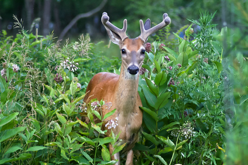 A deer peeks through the bushes at Shenandoah National Park.