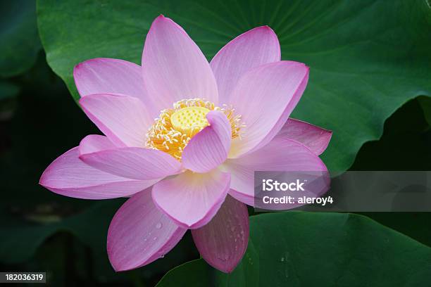 Foto de Lotus 2 e mais fotos de stock de Ave Aquática - Ave Aquática, Botânica - Assunto, China