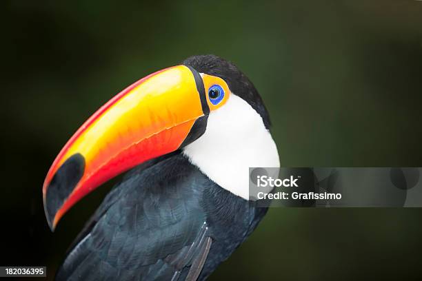 Tucanotoco No Escuro Floresta Tropical - Fotografias de stock e mais imagens de Tucano-toco - Tucano-toco, Fotografia - Imagem, América do Sul