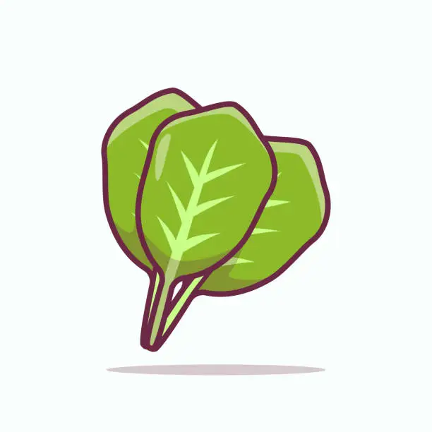 Vector illustration of Spinach Vegetable Flat Illustration, Vegetable healthy food vector illustration