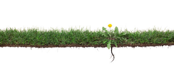 Dandelion weed in grass with roots stock photo