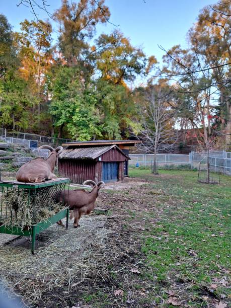 wildlife animals - zoo - sheep fence zoo enclosure imagens e fotografias de stock