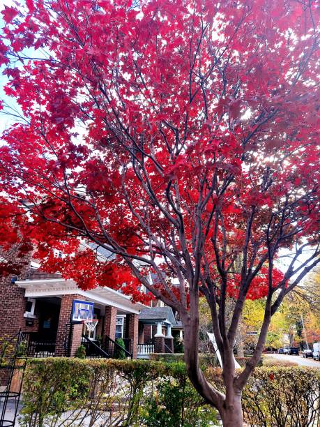 カエデの木 - 秋の色 - leaf toronto autumn maple tree ストックフォトと画像