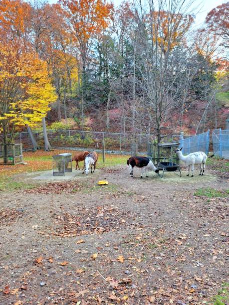 野生動物 - 動物園 - sheep fence zoo enclosure ストックフォトと画像