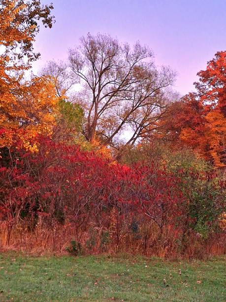 istock Beautiful Autumn Trees - Shades 1820366735