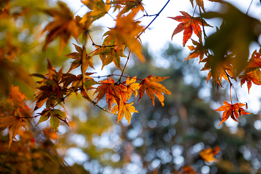 Autumn yellow leaves, maple tree
