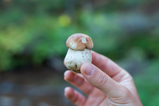 Small cute white mushroom, wild nature food presents for humans and animals