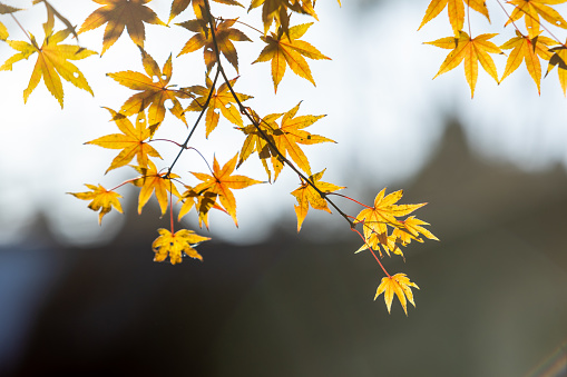 Autumn maple leaves, Japanese nature scene