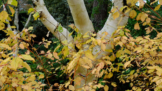 Landscape with forest road path through beautiful golden coloured birch tree grove lit by sunlight in sunny autumn day