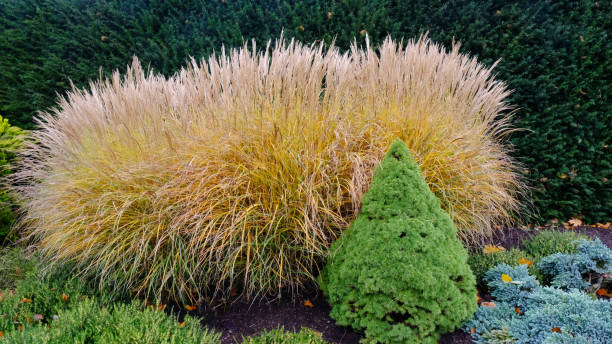 istock Ornamental Grass with Miniature Pine in Autumn 1820374871