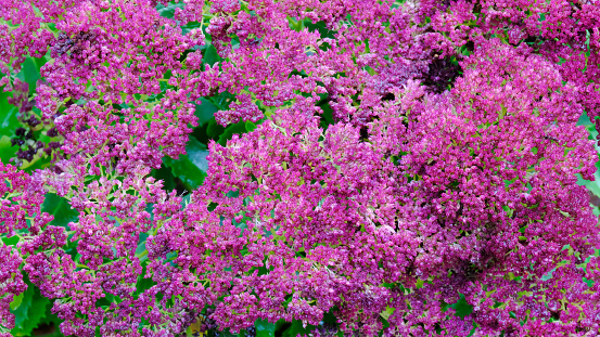 Close-up of flowering Hylotelephium Herbotfreude aka Sedum