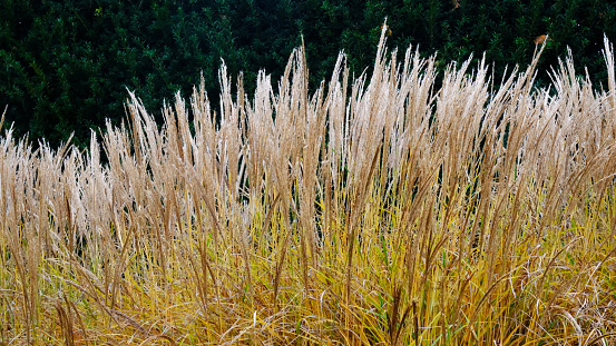 Miscanthus gigantic grass in autumn colors and scenery - Japanese silver grass