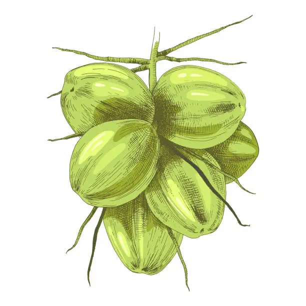 Vector illustration of Bunch of green coconuts