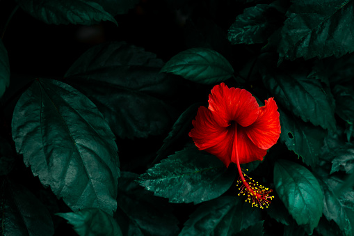 red hibiscus flowers on dark green tropical leaves, fresh flat background. Flat Lay. Nature concept