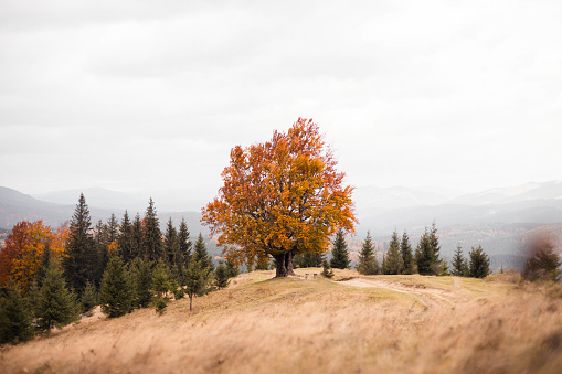 An Autumn colored forest with a lonely beech tree on a cloudy day in the Carpathian Mountains, Ukraine