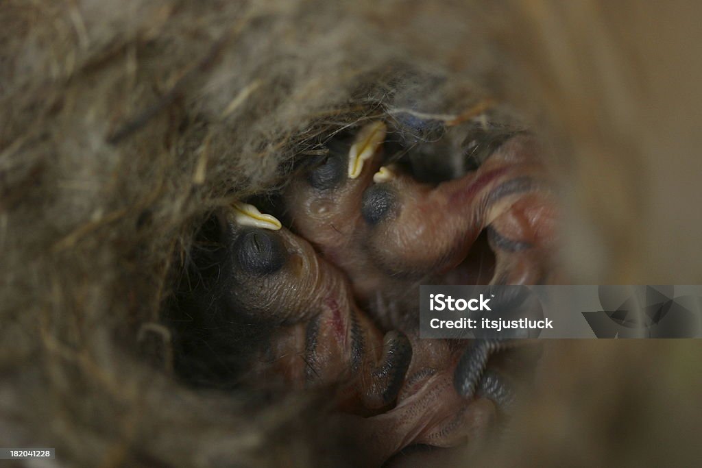 Bienvenue dans le monde - Photo de Animal nouveau-né libre de droits