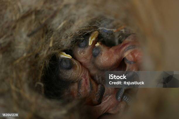 Foto de Bemvindo Ao Mundo e mais fotos de stock de Animal - Animal, Animal recém-nascido, Animal selvagem