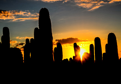 Calm Cactus Desert Sunset in Tenerife Canary Island