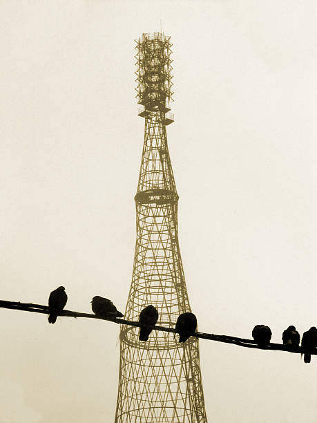 Aves e Torre - fotografia de stock