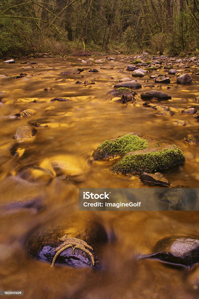 Flujo de la puesta del sol - Foto de stock de Agua libre de derechos