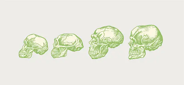 Vector illustration of Four Human Skulls Progressively Growing Larger
