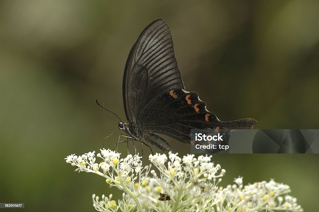 Papilio bianor フィーディングのスター（台湾、バタフライ - カラスアゲハのロイヤリティフリーストックフォト