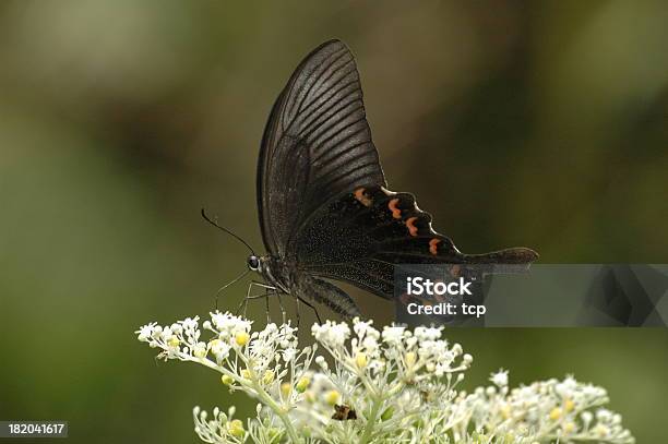 Papilio Bianor Alimentação Sobre As Estrelas Taiwan Borboleta - Fotografias de stock e mais imagens de Borboleta-rabo-de-andorinha japonesa