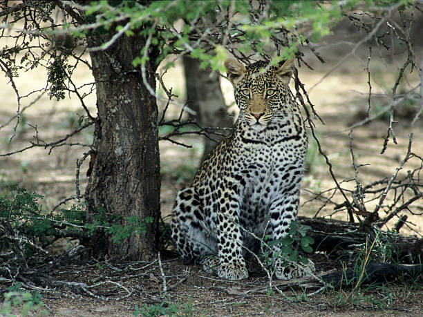 mística leopardo - leopard kruger national park south africa africa fotografías e imágenes de stock