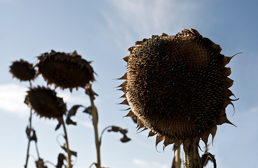Dry stalks of the ripened sunflower; selective focus, desaturated 