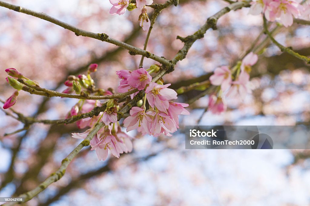 Flores de primavera 4 - Foto de stock de Aire libre libre de derechos