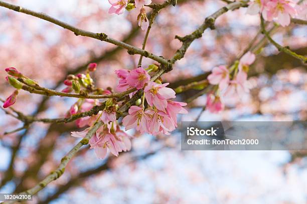 Photo libre de droit de Le Printemps Éclot 4 banque d'images et plus d'images libres de droit de Arbre - Arbre, Arbre en fleurs, Beauté de la nature