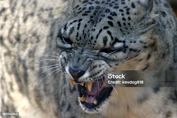 Wütende Snow Leopard Stockfoto und mehr Bilder von Bedrohung - Bedrohung, Fauchen, Fotografie