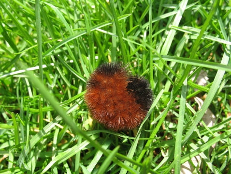 woolly brown and black bear caterpillar