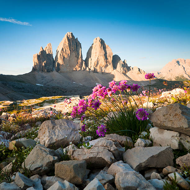 tre cime di lavaredo e flores silvestres - high seat - fotografias e filmes do acervo